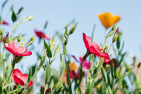 Linum grandiflorum