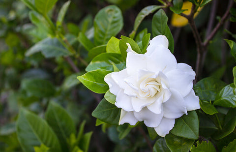 cape jasmine flower