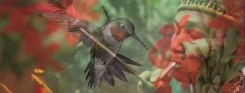 photo of a hummingbird with a native man