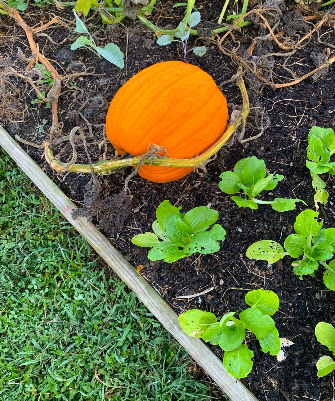 Pumpkin reference photo