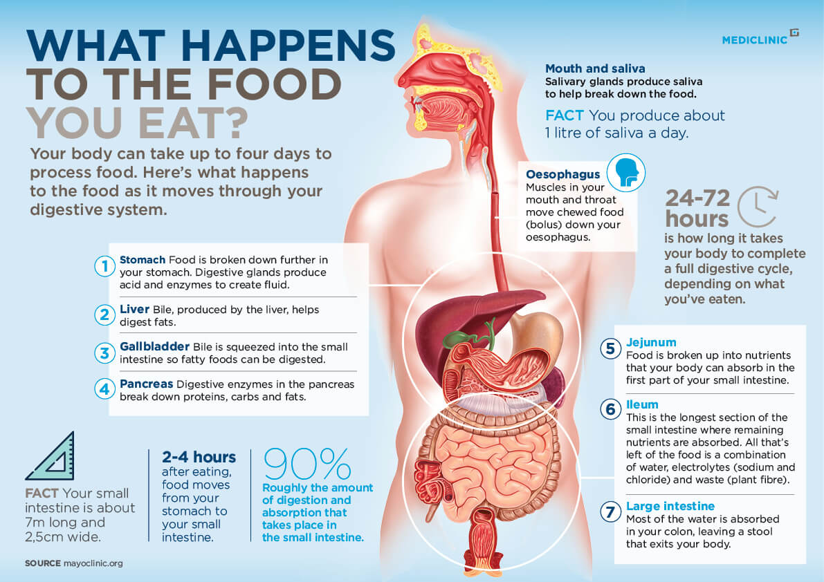 cycle of digestion