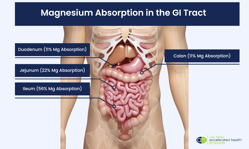 where is magnesium absorbed in the body