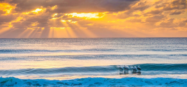 Dolphins, Seven Mile Beach, NSW South Coast