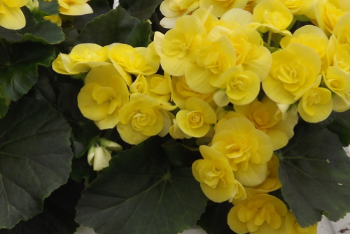 Rieger Begonia – Garden Xpress