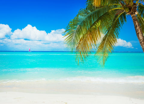 Beautiful white sand tropical beach with palm tree