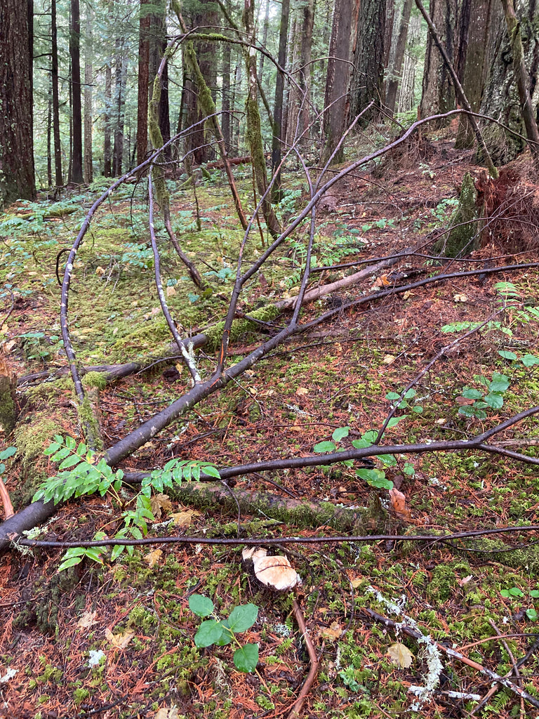 A forest floor with some matsutake coming in!