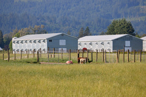 Poultry Barn