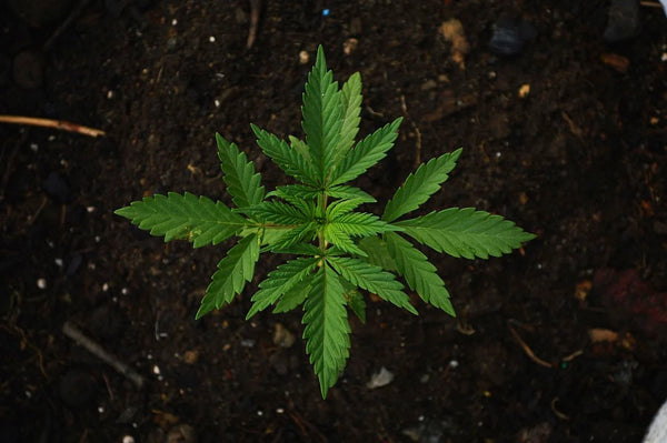 Una pianta di Cannabis dall'alto