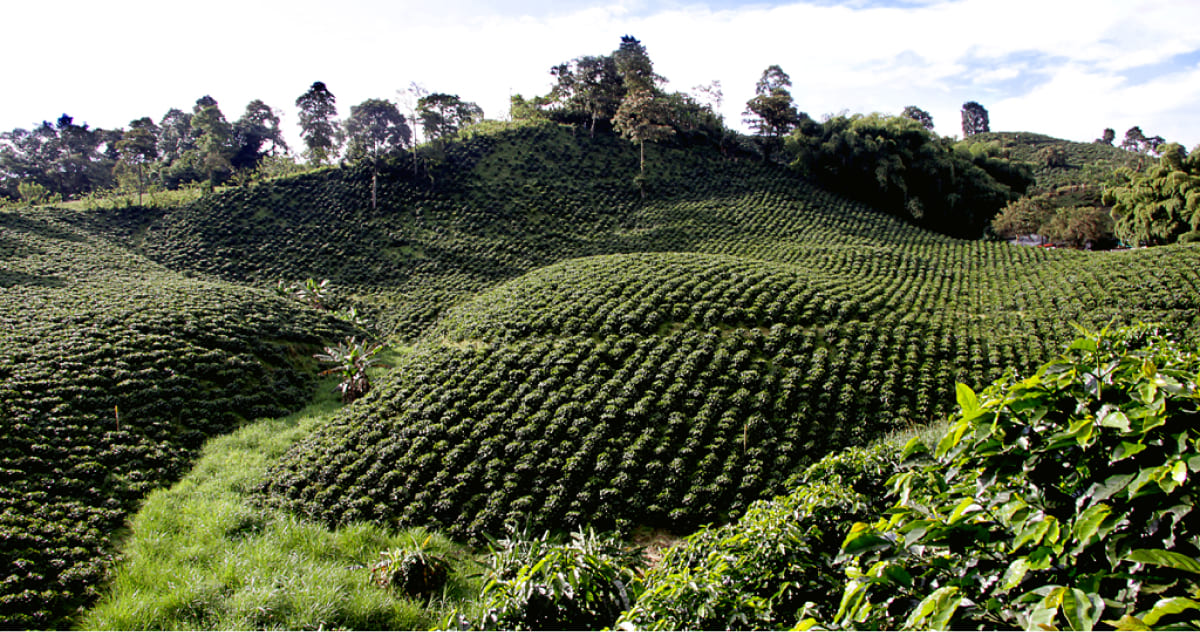 région colombienne de l'eje cafetero