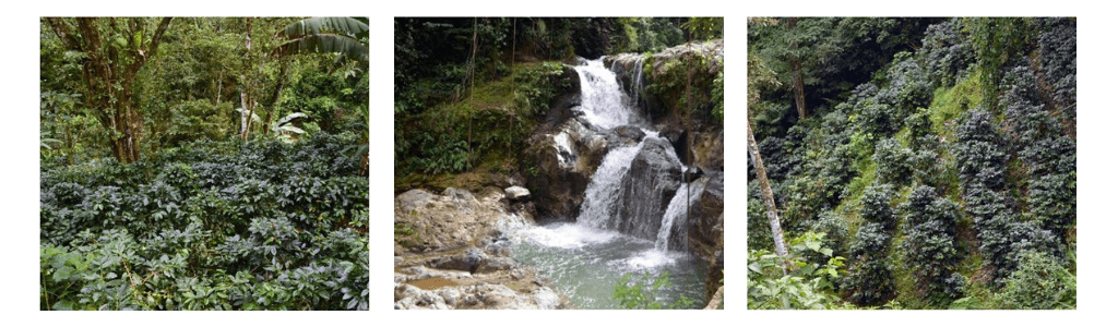 rivière au bord des caféiers