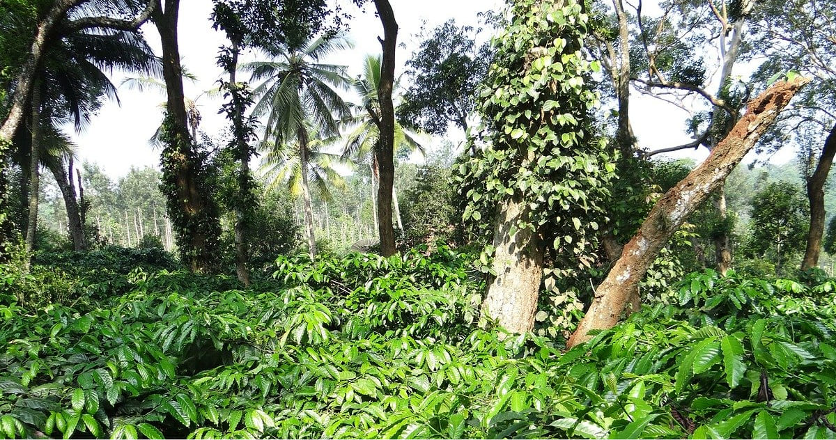 plantation de café de type robusta