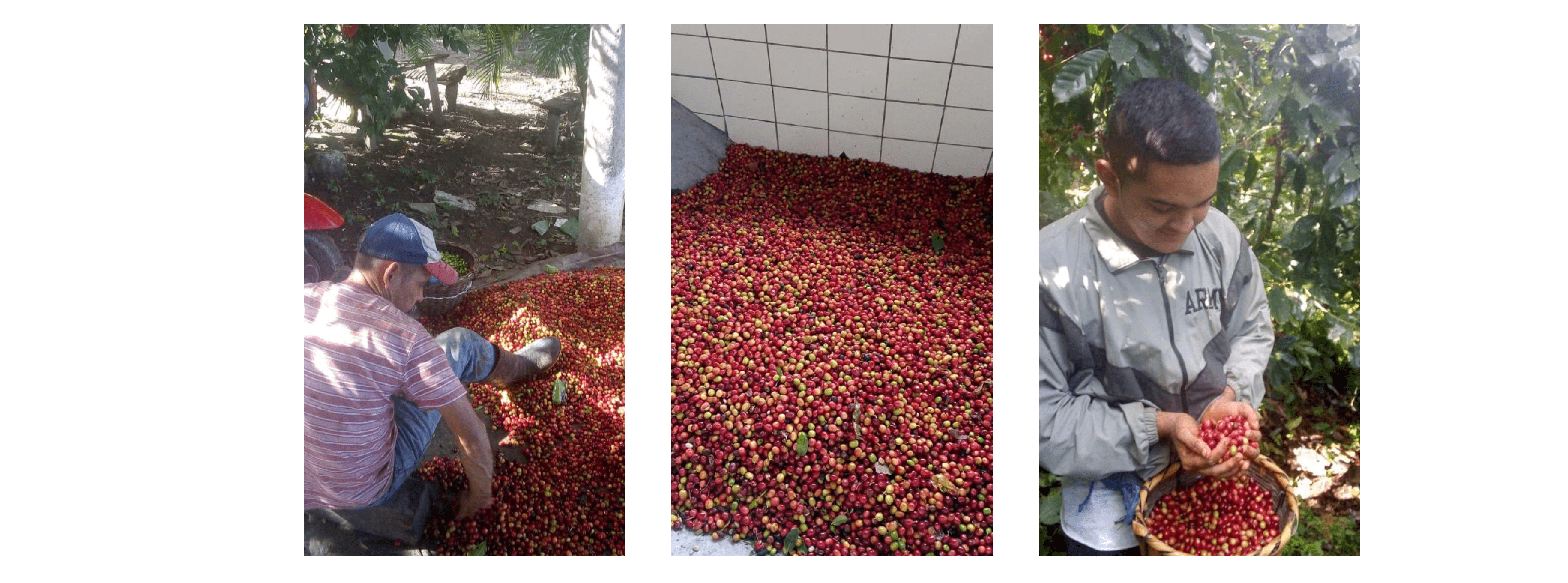 tri de cerises de café au honduras