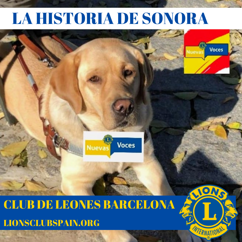 Federación de Clubes de Leones en España - Lions Club Spain – Federación de  Clubes de Leones España