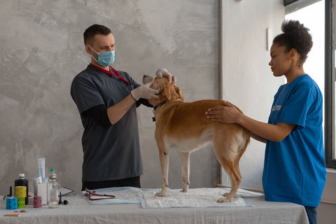 Golden Labrador standing on a vet table, being held by vet assistant. Vet is holding dog's head and examining him.