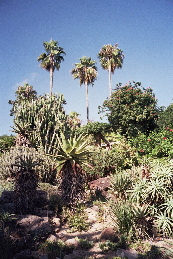 Marimurtra Garden Palm Tress