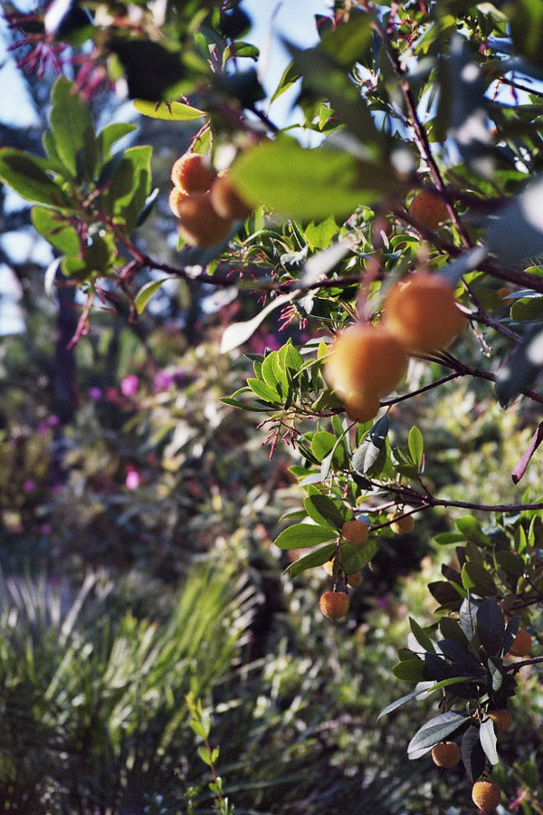 Marimurtra Garden Fruits