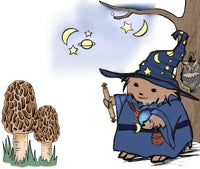 Merlin hedgehog hedge witch wearing a blue robe and hat with yellow stars. They hold a scroll and a glowing orb. An owl with sun a hollow tree and moral mushrooms grow nearby.