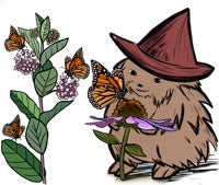 Butterfly haven hedgehog hedge witch watching monarchs flutter between echinacea and milkweed plants