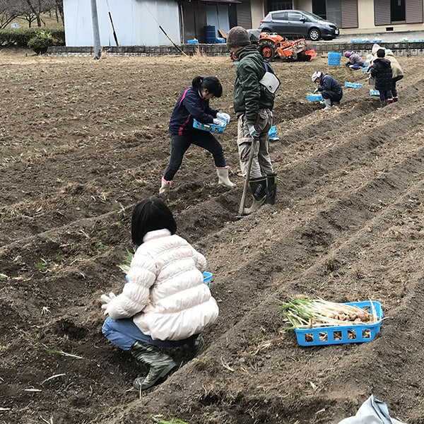 サフランの収穫