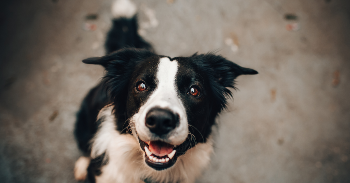 how much protein do small dogs need