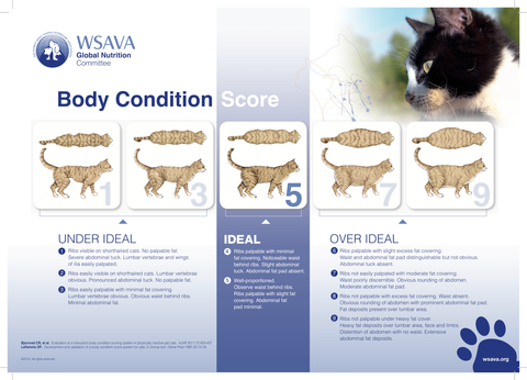 WSAVA Body Condition Score Chart for Cats