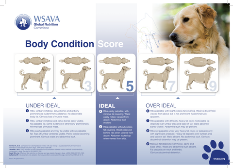 WSAVA Body Condition Score Chart for Dogs