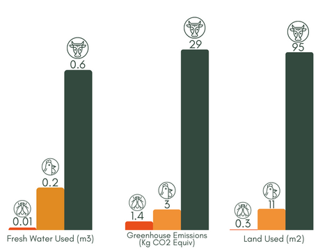 Environmental Impact of Insect Protein