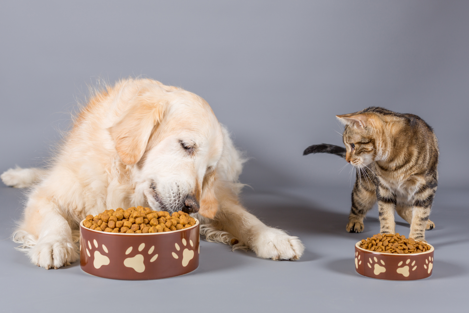 Cat in a dogs world. Корма для животных. Кошка и собака едят. Корма для кошек и собак. Корм для животных кошек собак.