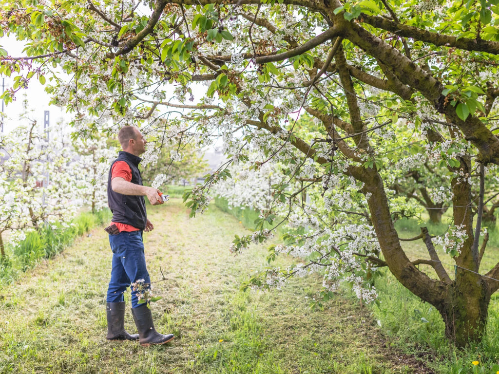 Pruning