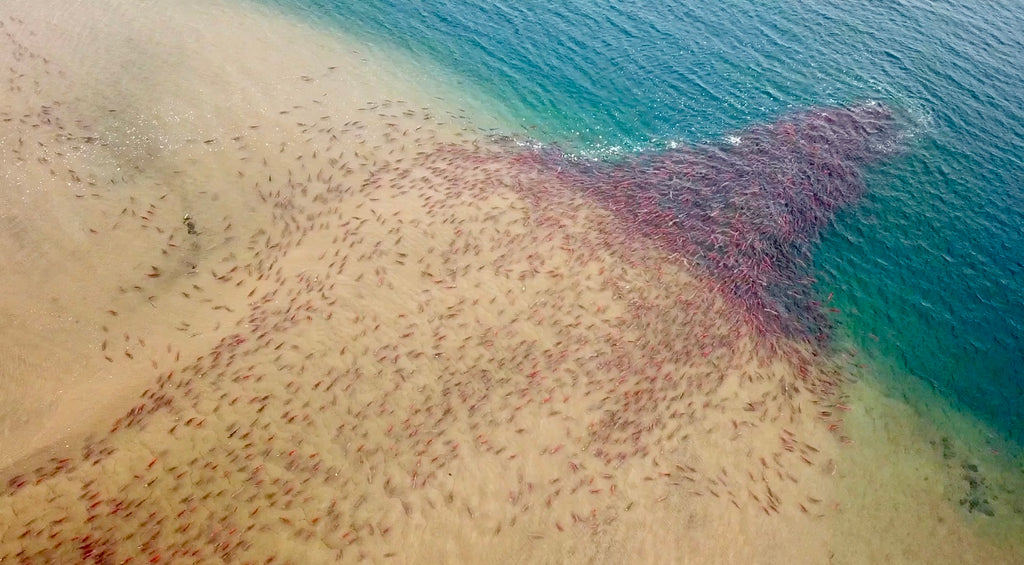 Bristol Bay sockeye salmon run migration