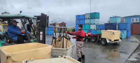 Owen delivering sockeye salmon to the processor on the buying pad
