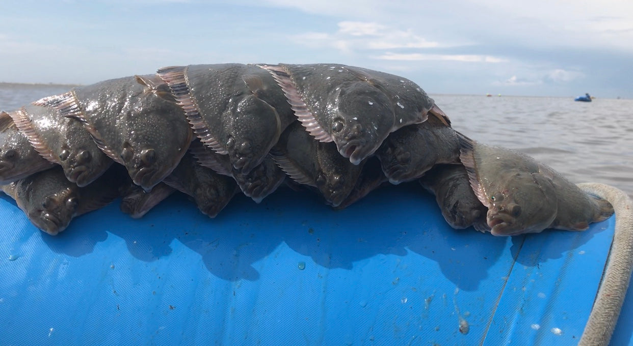 Wild Alaskan Flounders caught in Egegik Alaska