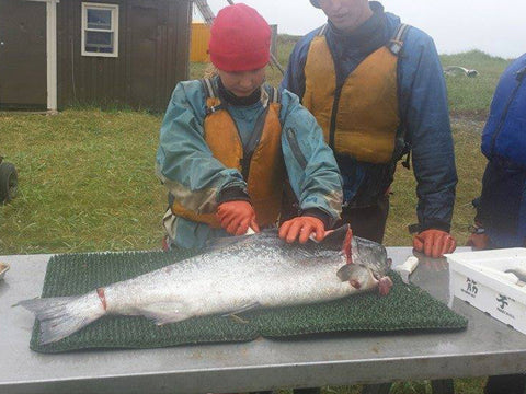 Filleting king salmon at Popsie fish camp in Bristol Bay Alaska