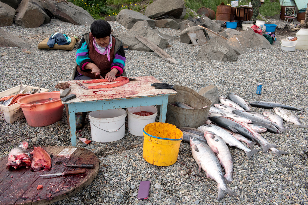 native indigenous alaskan woman catching sockeye salmon fish in Bristol Bay