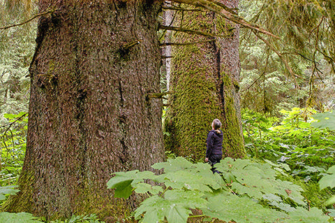 old growth - Mary Beth Schoen looks up at an old growth tree in Southeast Alaska's Tongass National Forest — the largest intact old growth rainforest in the world. Large old growth trees like this one are only 3% of the forest, but they are an essential part of the functioning landscape for everything from brown bears to wild salmon. Photo by John Schoen.