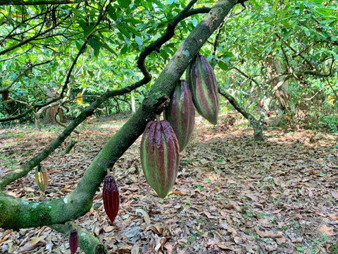 Carbuca brésil dans le coeur de Bahia