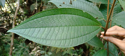 Foliage Theobroma grandiflorum