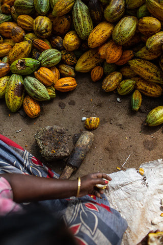 cacao in india