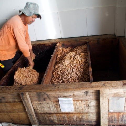 Micro-batch de cacao en fermentation d'une récolte à Bahia