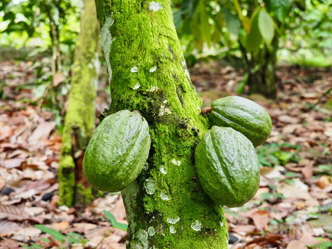 cabosse Ghana