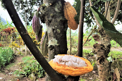 Cabosse de cacao Ariba Nacional par Ecuacao