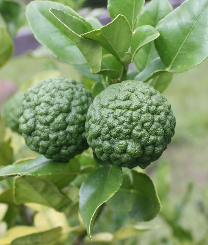 fruit de combava