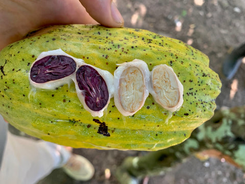 fèves de trinitario cacao, Bresil Bahia