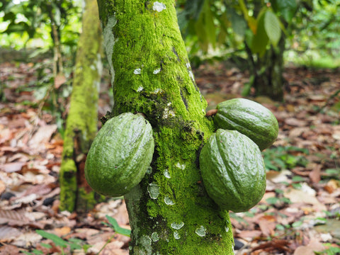 Côté cacao- Cacao forastero du ghana