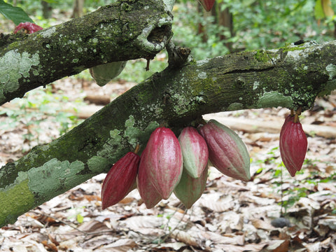 Côté cacao - cacao trinitario