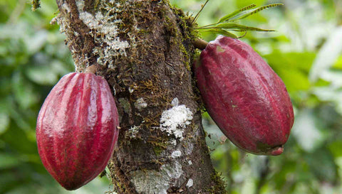 Chocolats du monde Cacao forastero a Sao Tomé et Principe