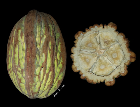 cocoa theorbroma bicolor, majambo, Description: The fruit of Theobroma bicolor, commonly called coapataixte and pataxte, is native to Central America. It is used in some regions to prepare a drink known as "Chilate". Photo by Juan Gpe Ignacio