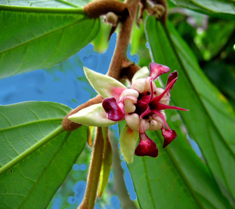 fleur de Theobroma grandiflorum, arbre à cacao Amazonia