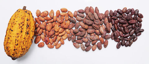 De gauche à droite, cabosse de cacao, cacao cru, cacao torréfié et torréfié sans sa peau. Crédit : Chansom Pantip.