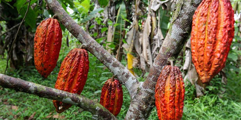Côté cacao - Criollo cacao